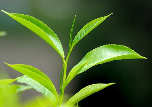 选茶叶的时候应该注意的一些地方